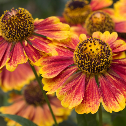 Helenium 'Moerheim Beauty' - Zonnekruid