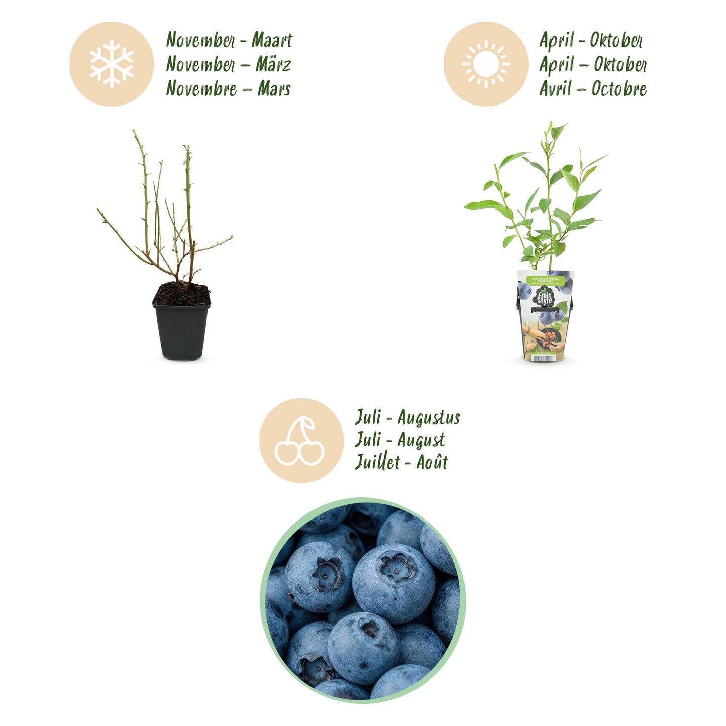 Vaccinium corymbossum 'Goldtraube' - Blauwe bes - 3 planten - Pot 9cm