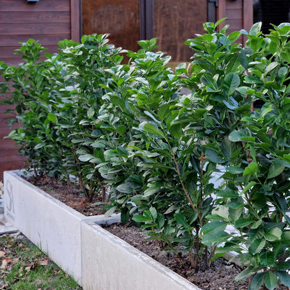 Prunus laurocerasus 'Etna' - Laurierkers - hoogte 50cm