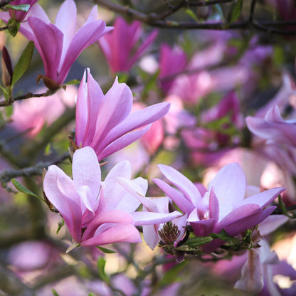 Magnolia 'Betty' - Magnolia - hoogte 30cm