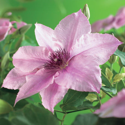 Clematis 'Pink Fantasy' - Clematis - 2 planten - Pot 11cm - Hoogte 40cm