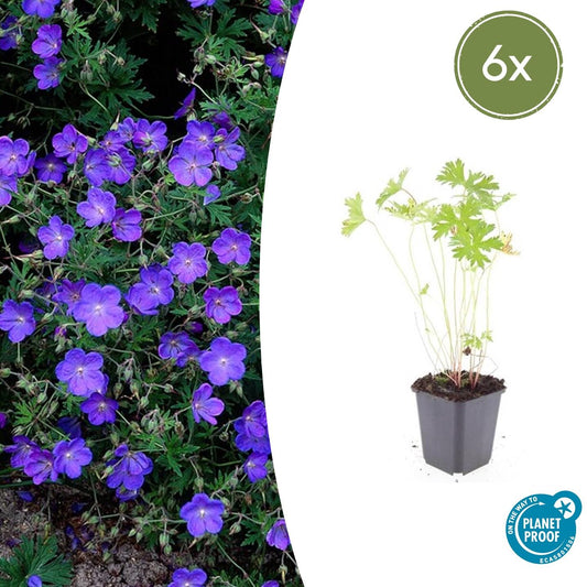 Geranium 'Johnson's Blue' - Ooievaarsbek