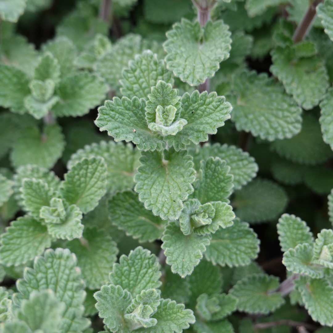 Calamintha n. nepeta - Bergsteentijm