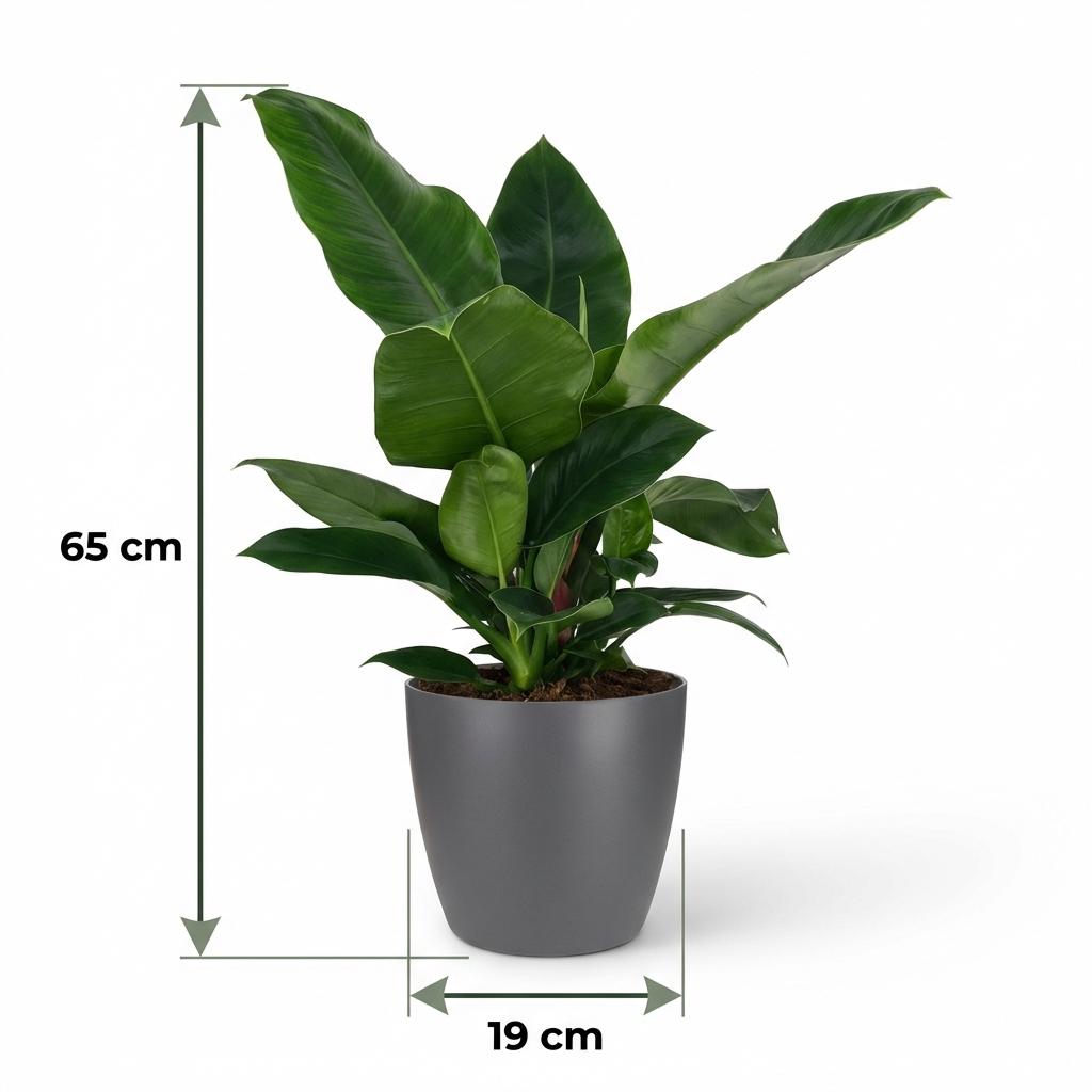 Green boutiQ - Kamerplant - Philodendron - Philodendron Imperial Green - Groen - Weinig onderhoud - 1 Plant - met Potter Grijs - Pot 19cm - Hoogte 65cm