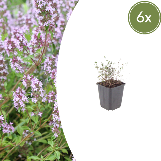 Thymus vulgaris - Keukentijm