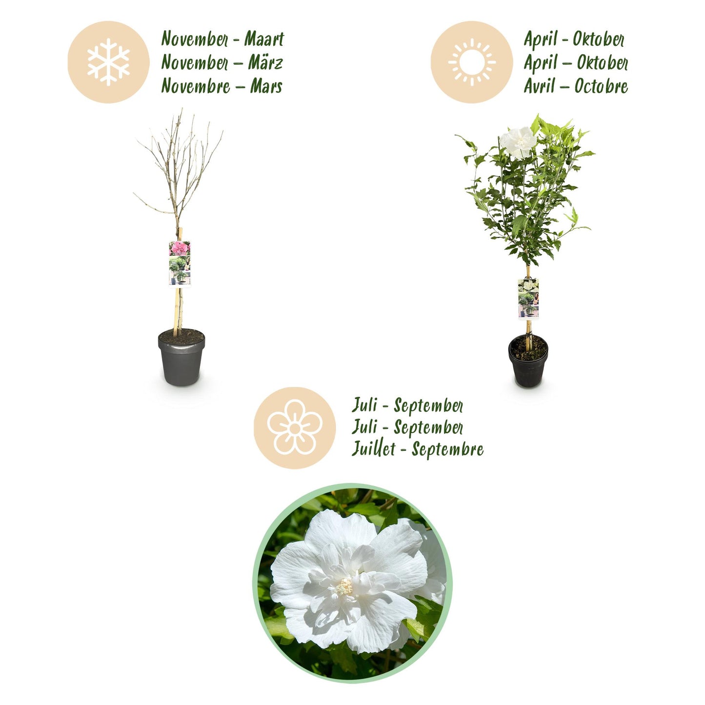 Hibiscus syriacus 'White Chiffon®' op stam - Altheastruik - hoogte 90cm