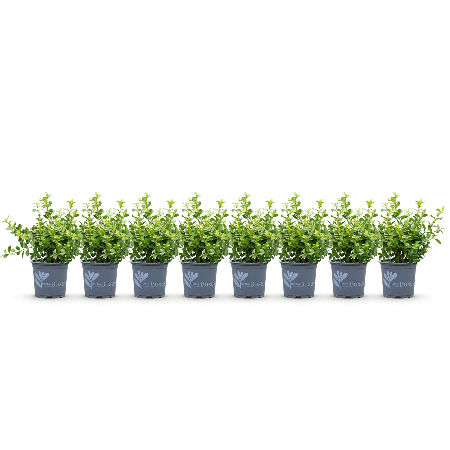 Buxus 'Babylon Beauty' - Resistant tegen de Buxus schimmel - 8 planten - 1 strekkende meter - pot 9cm hoogte 20-25