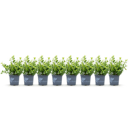 Buxus 'Babylon Beauty' - Resistant tegen de Buxus schimmel - 8 planten - 1 strekkende meter - pot 9cm hoogte 20-25