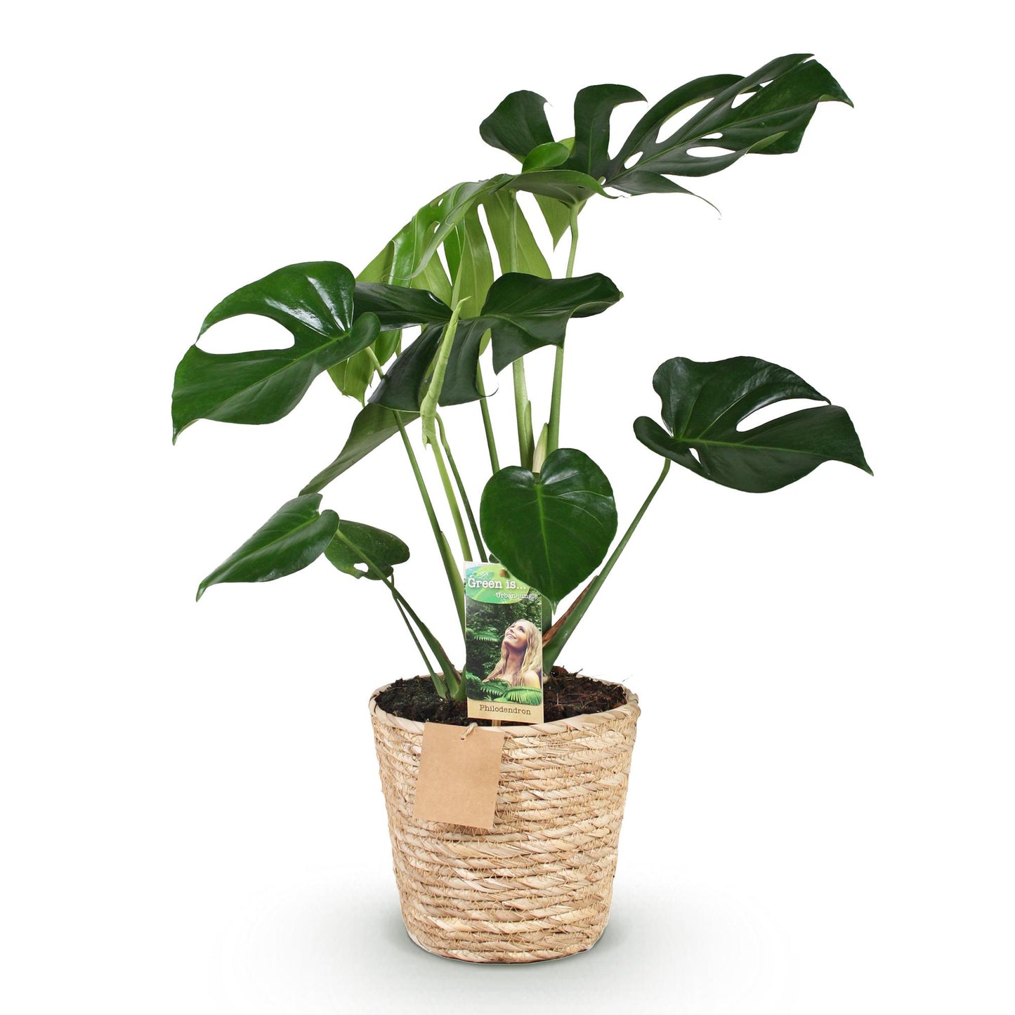 Monstera Deliciosa - Gatenplant - 1 plant - pot 17cm - hoogte 50-55cm