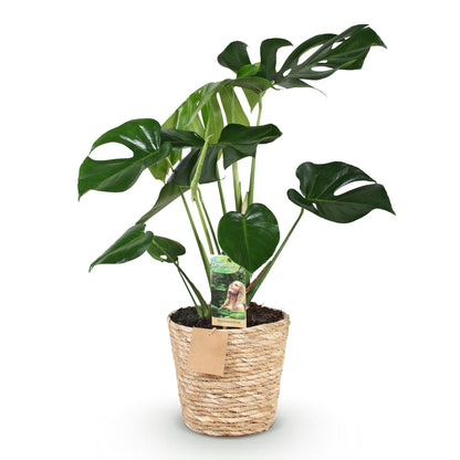 Monstera Deliciosa - Gatenplant - 1 plant - pot 17cm - hoogte 50-55cm