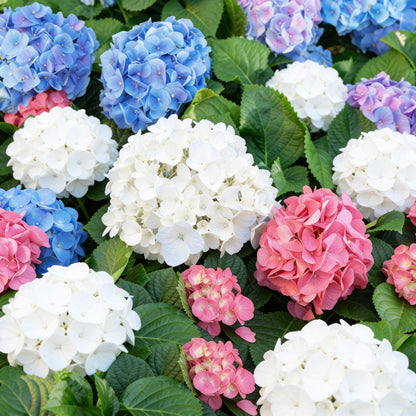 Green boutiQ - Tuinplant - Hydrangea macrophylla Tricolour - Hortensia - Winterhard - Roze-Blauw-Wit - 3 Planten - Pot 12cm - Hoogte Hoogte 20-30cm