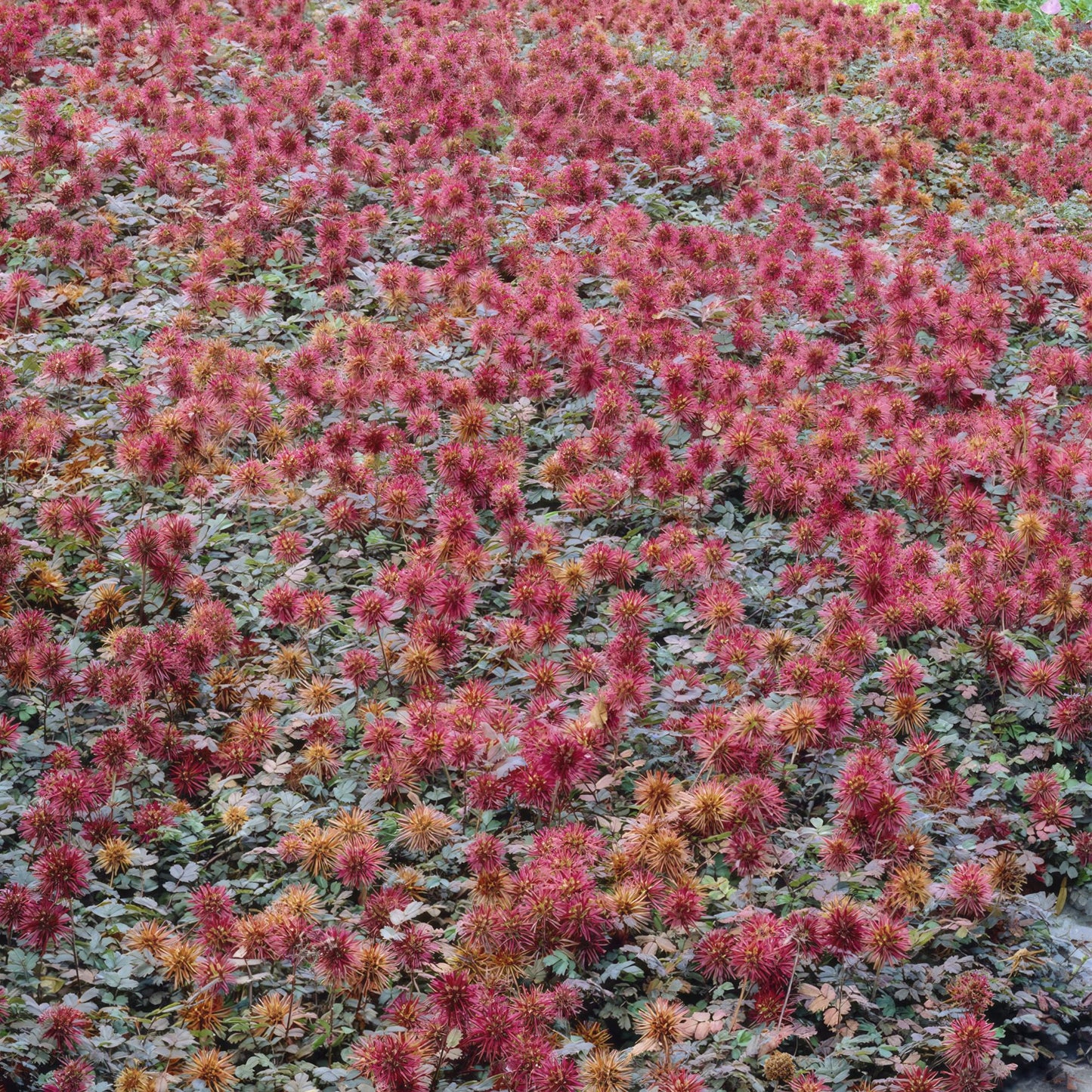 Acaena microphylla 'Kupferteppich' - Stekelnootje