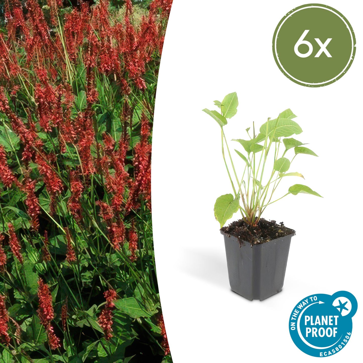 Persicaria amplexicaulis - Duizendknoop