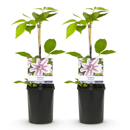 Clematis 'Nelly Moser' - Clematis - 2 planten - Pot 11cm - Hoogte 40cm