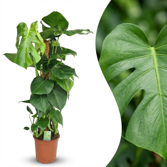 Monstera Deliciosa mosstok - Gatenplant - pot 19cm - hoogte 90cm
