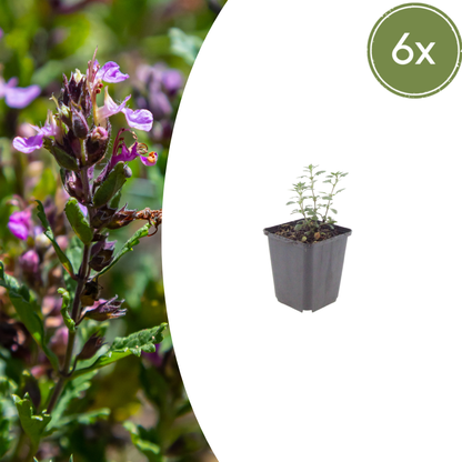 Teucrium lucidrys - Gamander