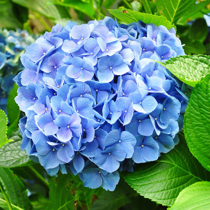 Hydrangea macrophylla 'Blue' - Bolhortensia - hoogte 20-30cm