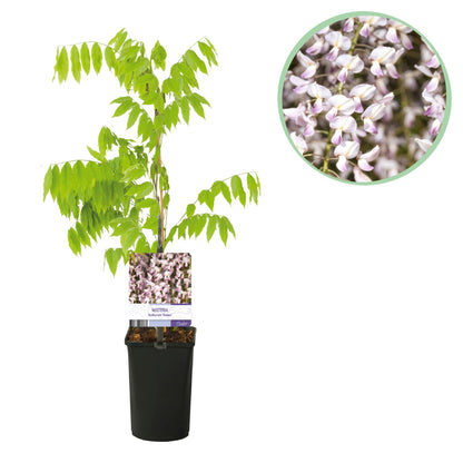 Wisteria floribunda 'Rosea' - Blauwe Regen