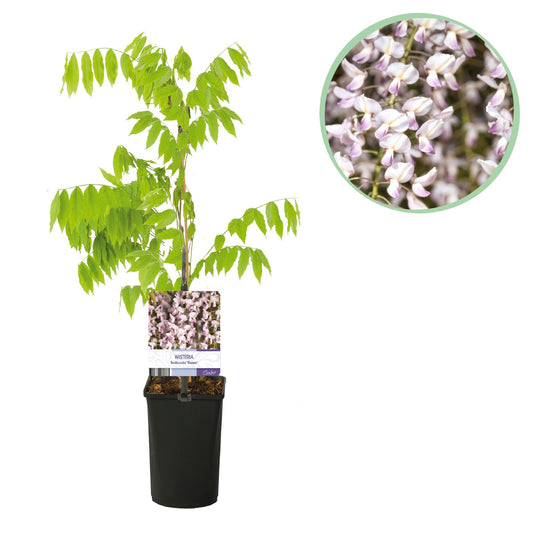 Wisteria floribunda 'Rosea' - Blauwe Regen