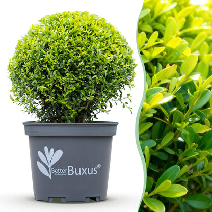 Buxus 'Skylight' - Resistant tegen Buxus Schimmel - 1 planten - pot 26cm bol 30cm