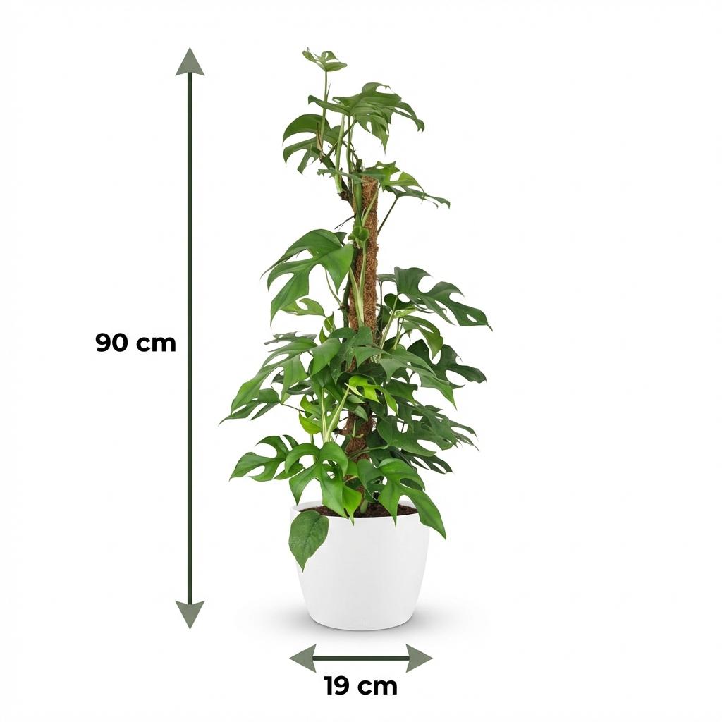 Green boutiQ - Kamerplant - Mini Gatenplant - Monstera Minima Mosstok - Groen - Weinig onderhoud - 1 Plant - met Potter Wit - Pot 19cm - Hoogte 90cm
