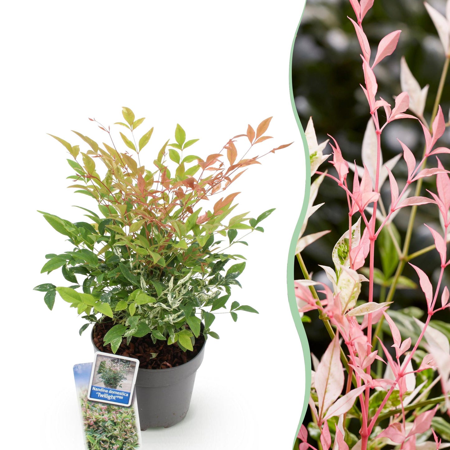 Nandina 'Twilight' - Schijnbamboe - hoogte 45cm