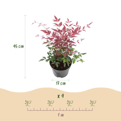 Green boutiQ - Tuinplant - Nandina Obsessed - Rood - 2 Planten - Groenblijvend - Weinig Onderhoud - Pot 17cm Hoogte 45cm