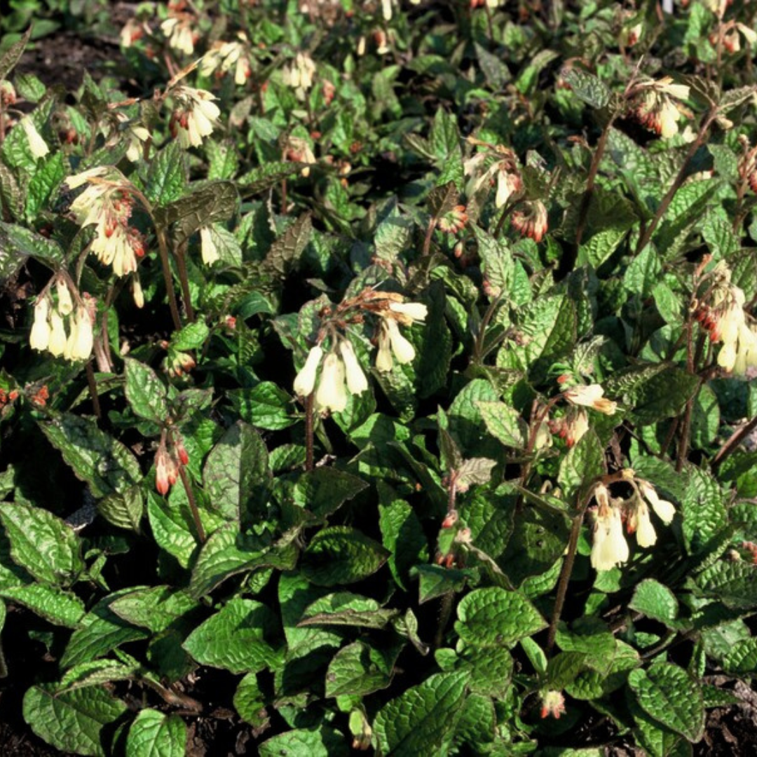 Symphytum grandiflorum - Smeerwortel