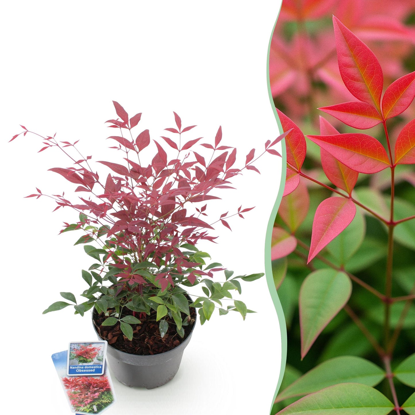 Nandina 'Obsessed' - Schijnbamboe - hoogte 45cm