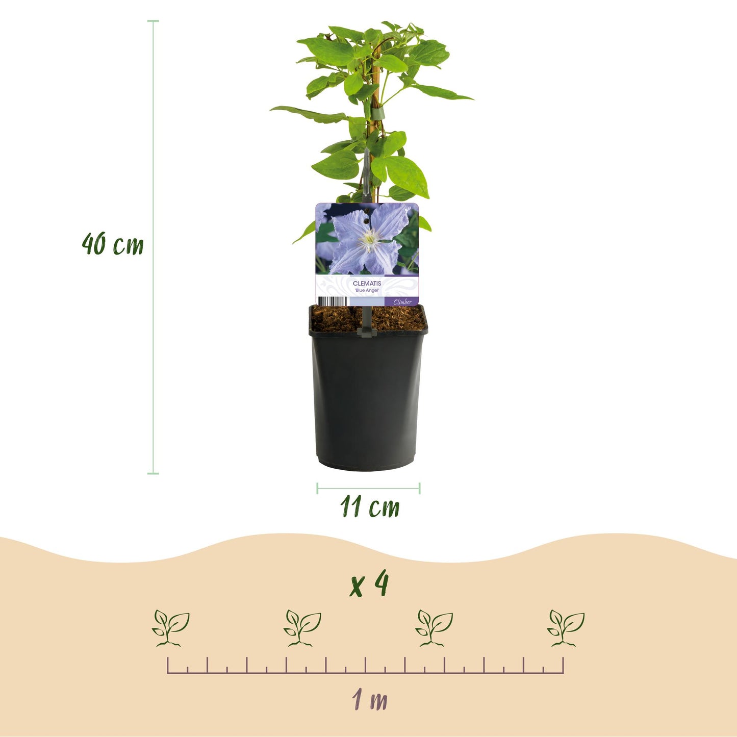 Clematis 'Blue Angel' - Clematis - 2 planten - Pot 11cm - Hoogte 40cm