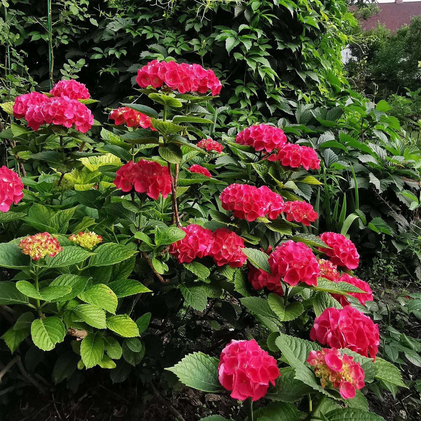 Hydrangea macrophylla 'Red' - Bolhortensia - hoogte 20-30cm