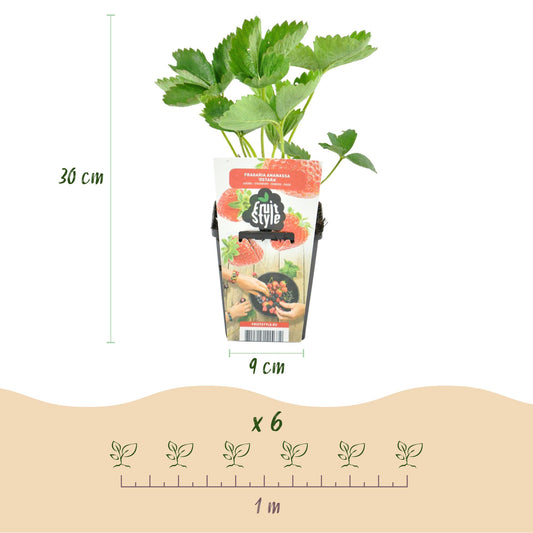 Fragaria 'Maxim' - Aardbei - 6 planten - Pot 9cm