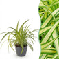 Green boutiQ - Kamerplant - Chlorophytum comosum Variegatum - Bonte Graslelie - Huisdiervriendelijke Plant - Groen - 1 Plant - met Potter Grijs - Pot 12cm - Hoogte 20cm