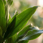 Dracaena  Janet Lindt met Potter wit - 95cm - Ø21