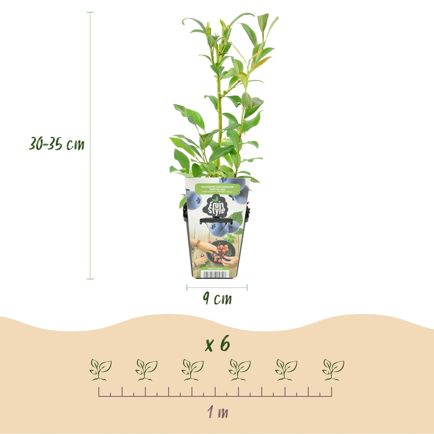 Vaccinium corymbossum 'Northland' - Blauwe bes - 6 planten - Pot 9cm