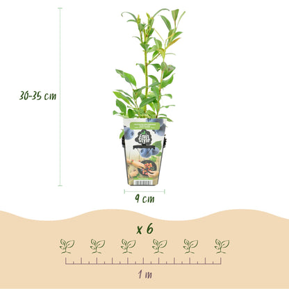 Vaccinium corymbossum 'Northland' - Blauwe bes - 6 planten - Pot 9cm