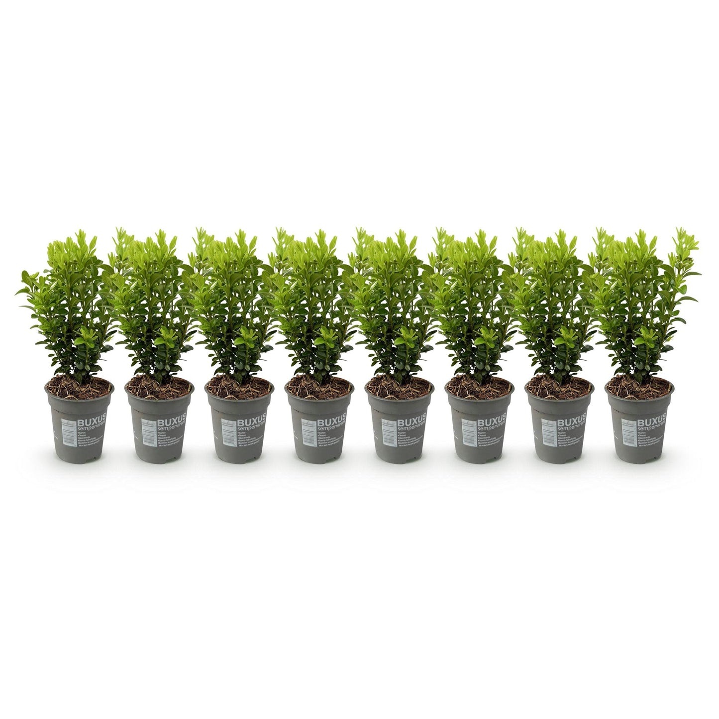 Buxus sempervirens - Palmboompje - hoogte 20-25cm