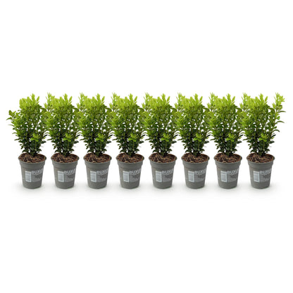 Buxus sempervirens - Palmboompje - hoogte 20-25cm