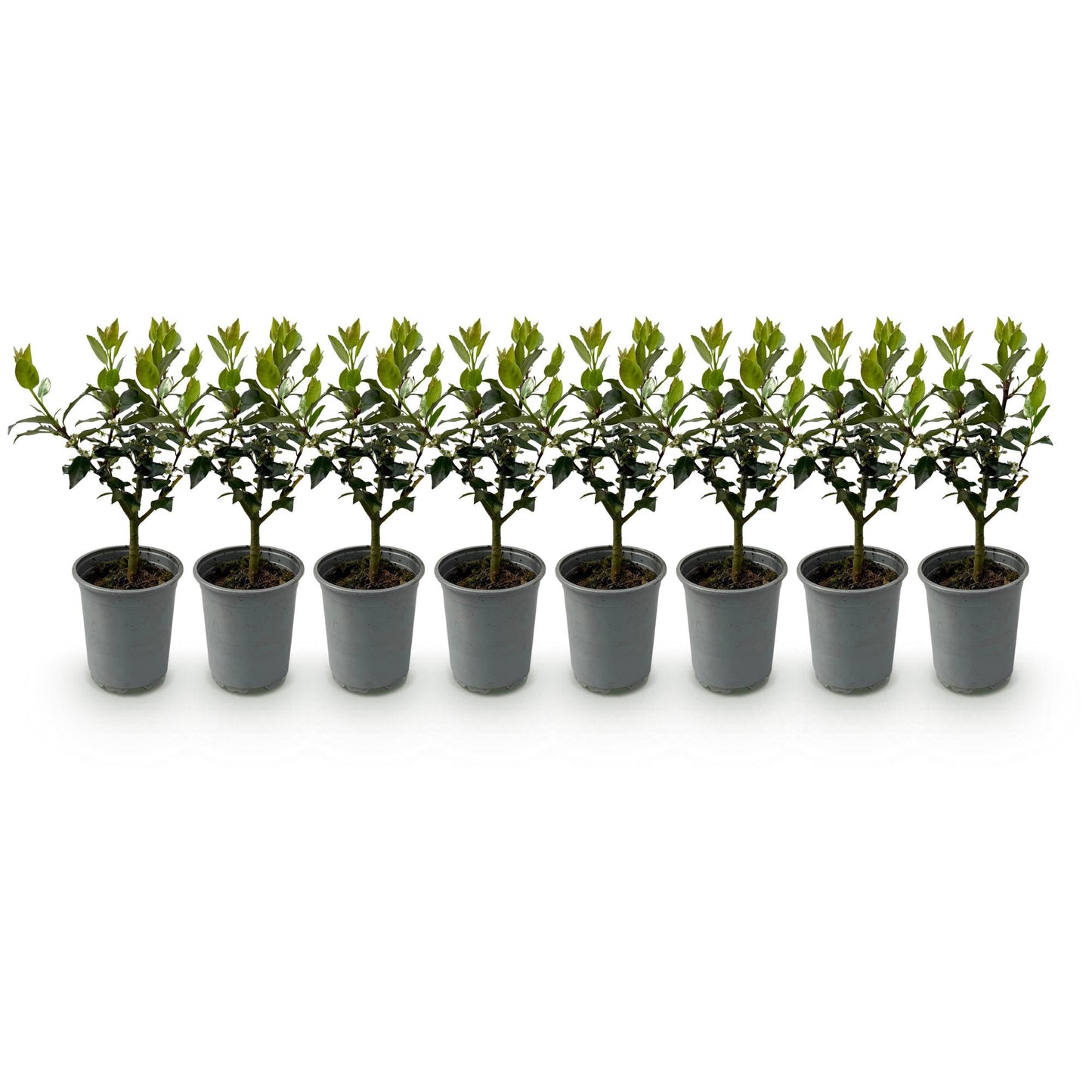 Ilex mes. 'Blue Maid' - blauwe Hulst - hoogte 25-30cm
