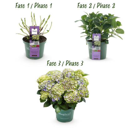 Hydrangea 'Magical Jewel Blue' - Blauwe Hortensia - 6-10 Bloemen - hoogte 55cm