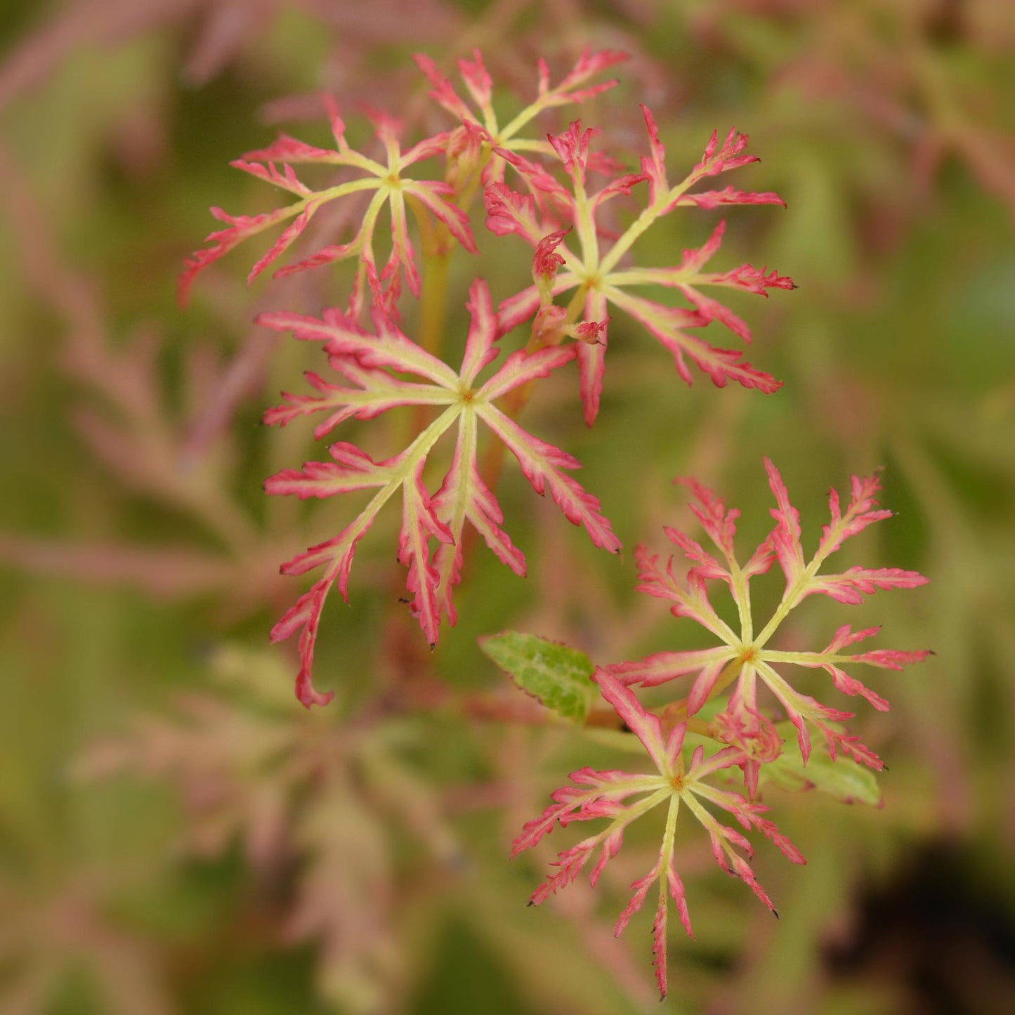 Acer palmatum 'Seiryu' - Japanse Esdoorn - hoogte 35cm