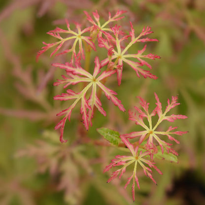 Acer palmatum 'Seiryu' - Japanse Esdoorn - hoogte 35cm