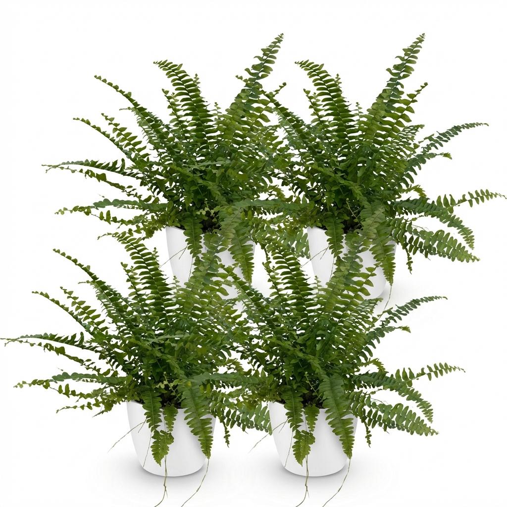 Green boutiQ - Kamerplant - Nephrolepsis exaltata Green Lady - Varen - Huisdiervriendelijke Plant - Groen - 4 Planten - met Potter Wit - Pot 12cm - Hoogte 25cm