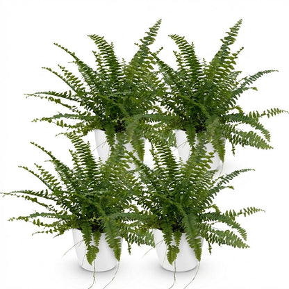 Green boutiQ - Kamerplant - Nephrolepsis exaltata Green Lady - Varen - Huisdiervriendelijke Plant - Groen - 4 Planten - met Potter Wit - Pot 12cm - Hoogte 25cm