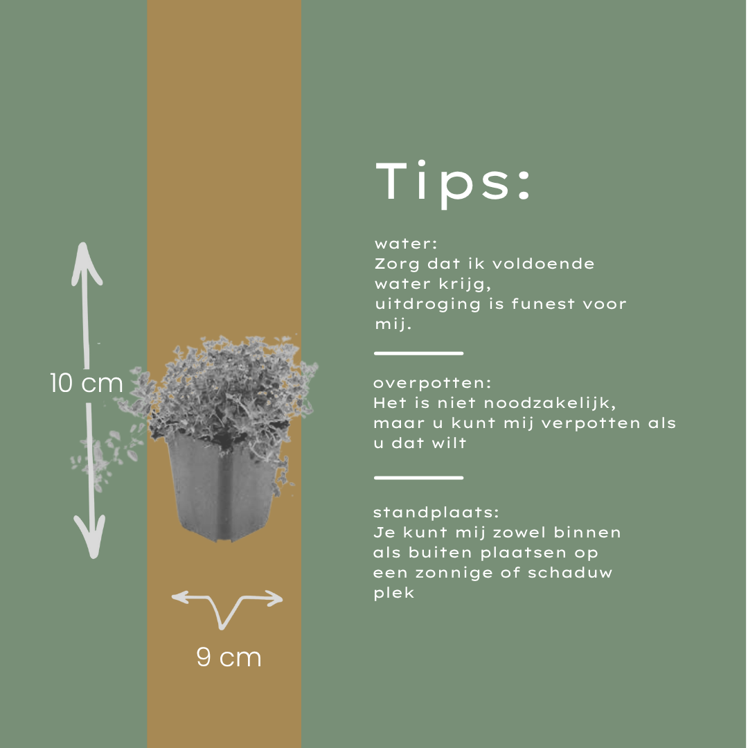 Thymus serpyllum - Kruiptijm