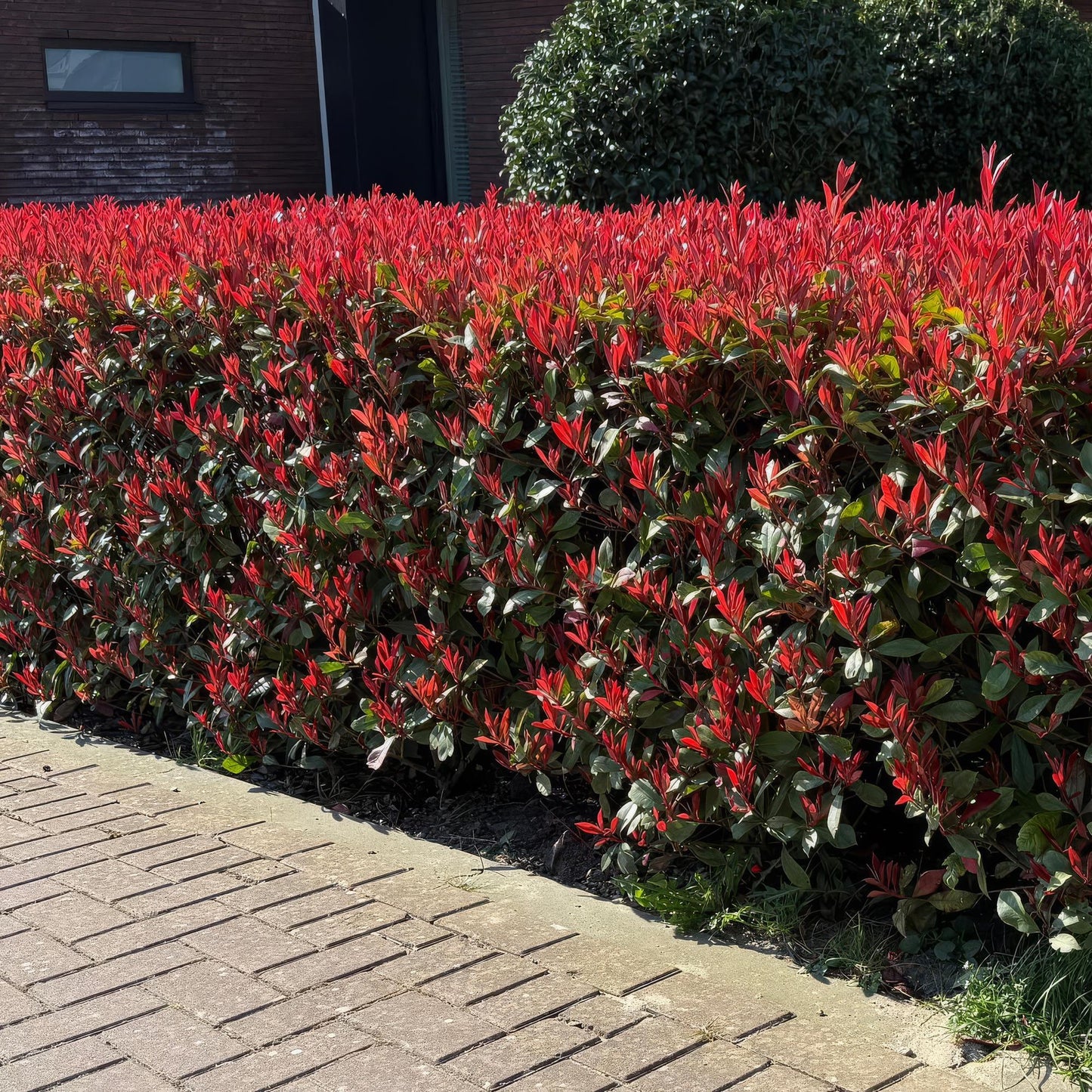 Photinia fraseri 'Carre Rouge' - Glansmispel - 6 planten - pot 17cm - hoogte 55cm