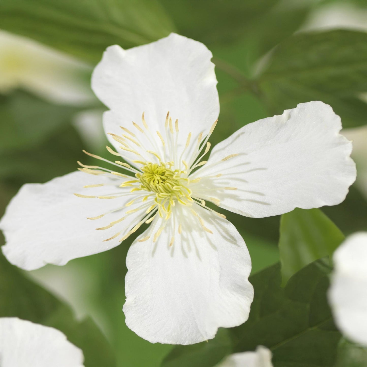 Clematis montana 'Grandiflora' - Clematis - 2 planten - Pot 11cm - Hoogte 40cm