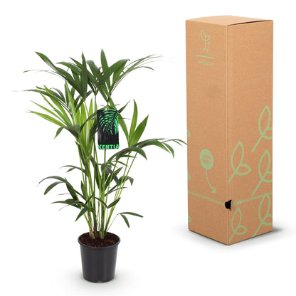 Green boutiQ - Kamerplant - Howea Forsteriana - Kentia Palm - Weinig Onderhoud - Groen - 1 Plant - met Potter Wit - Pot 19cm - Hoogte 80-85cm