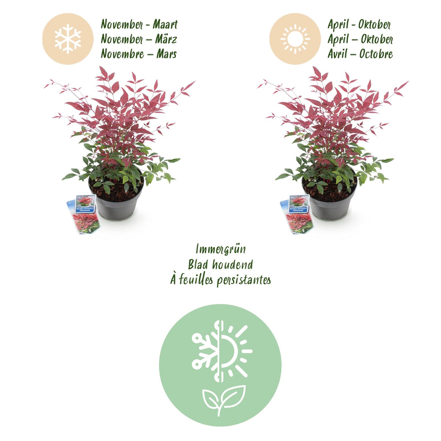 Nandina 'Obsessed' - Schijnbamboe - hoogte 45cm