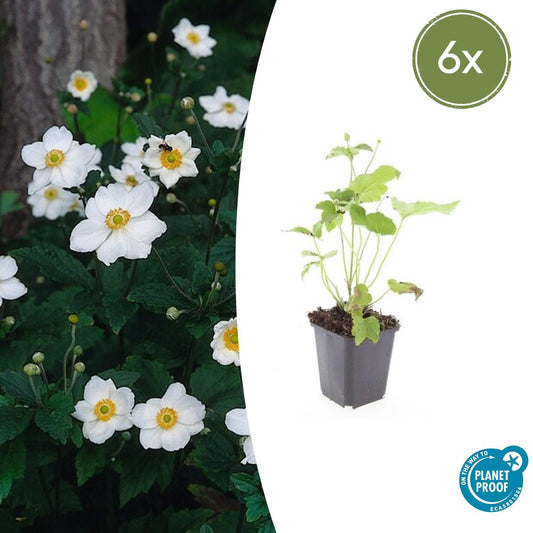 Anemone 'Honorine Jobert' - Herfstanemoon